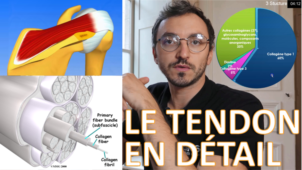 L'ANATOMIE DU TENDON de A à Z comprendre la tendinite OSTEOPATHE